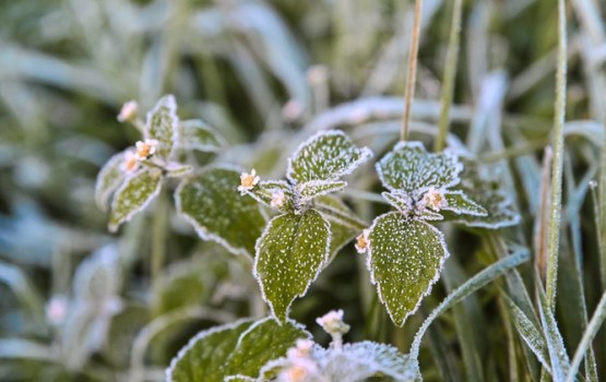 7 darbi dārzā, ko vērts paveikt pirms ziemas