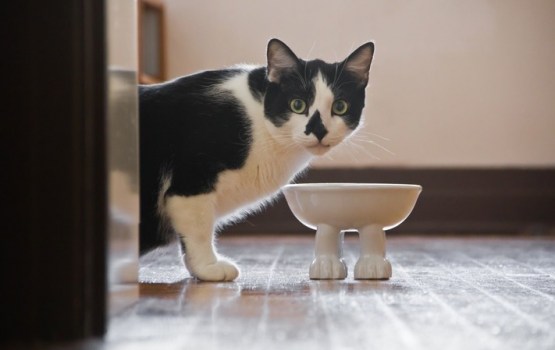 Cik bieži patiesībā jāmazgā suņa vai kaķa bļodiņas? Veterinārārsti nosauc atbildi