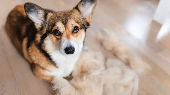 Suns atstāj spalvas visā mājā? Veterinārārste skaidro, ko var darīt